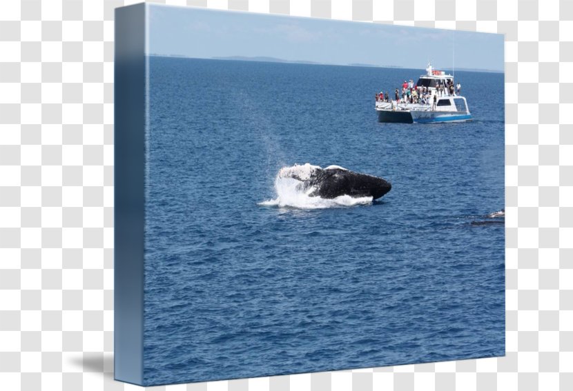 Water Transportation Whale Porpoise Marine Mammal Cetacea - Ocean - Watercolor Transparent PNG
