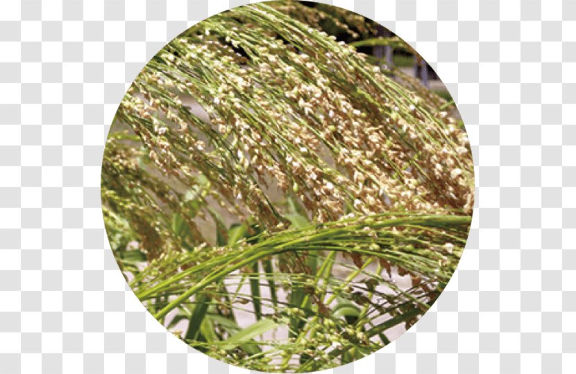 Sweet Grass Commodity Grasses - Rusks Transparent PNG
