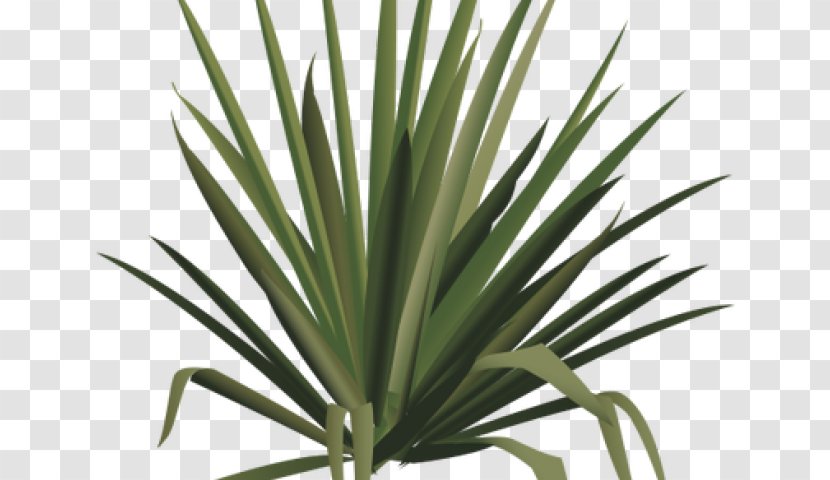 Palm Tree Drawing - Plants - Perennial Plant Tasmanian Flaxlily Transparent PNG