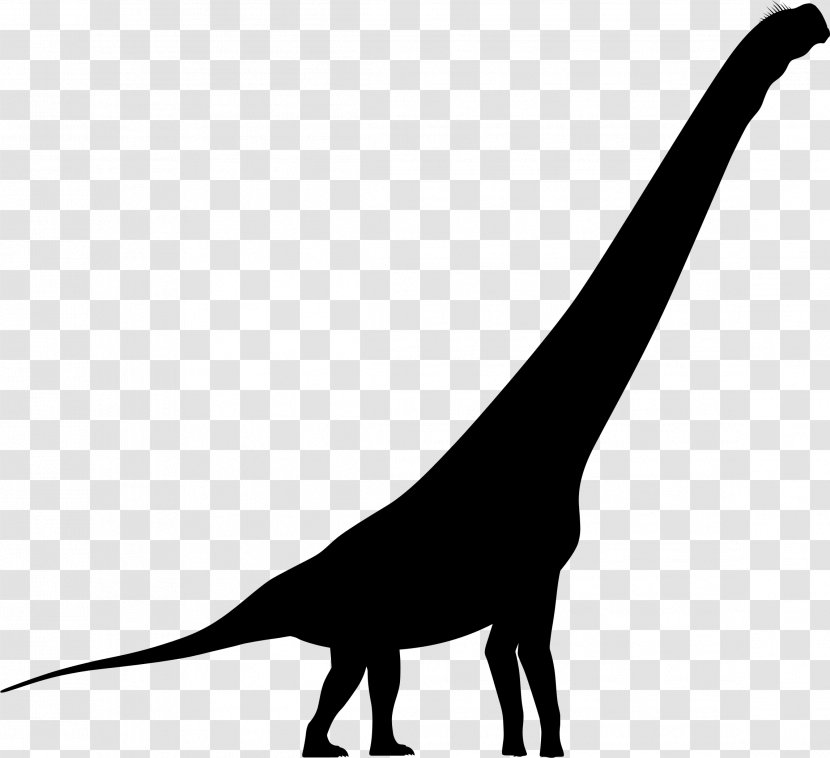 Mammal Fauna Line Font Dinosaur - Tyrannosaurus - Wildlife Transparent PNG