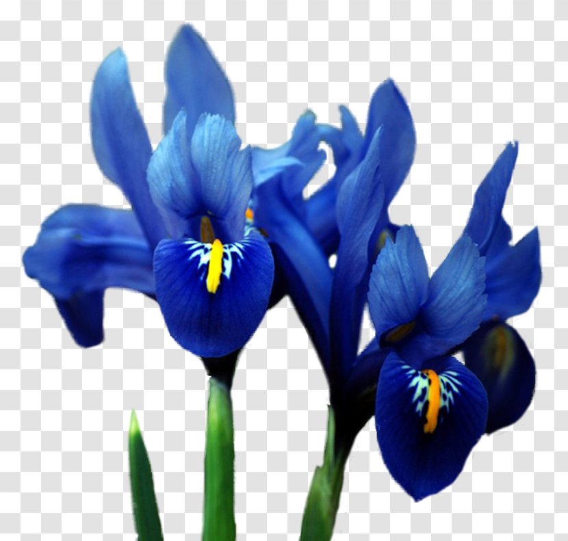 Orris Root Irises Flower Blue - Iris Data Set Transparent PNG