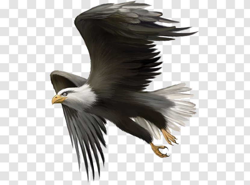 Bald Eagle Bird Golden Clip Art - Wing - Flying Eagles Transparent PNG