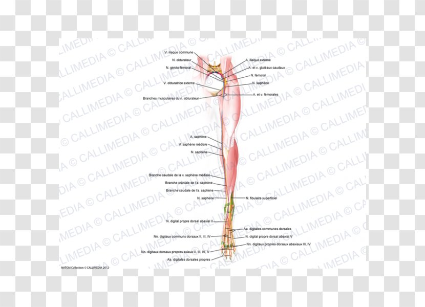 Finger Diagram Line Angle - Tree - Cranial Nerve Transparent PNG