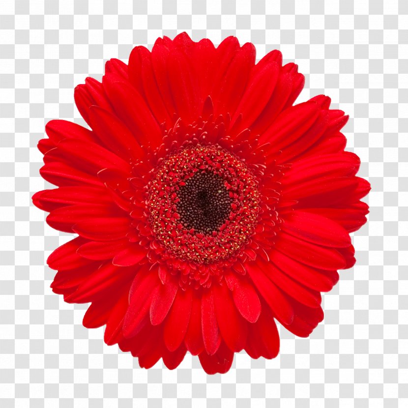 Gerbera Jamesonii Red Flower Stock Photography Daisy Family - Beautiful Floral Pattern Material Transparent PNG