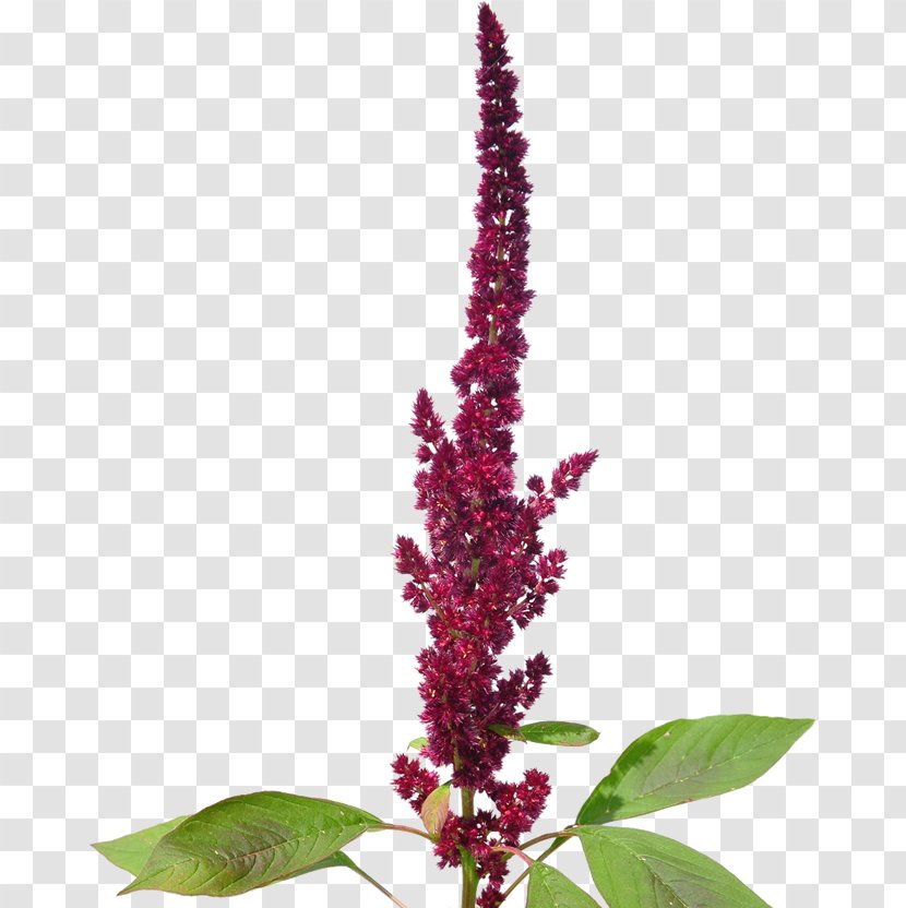 Amaranthaceae Amaranthus Cruentus Plant Amaranth Grain - Flowering Transparent PNG