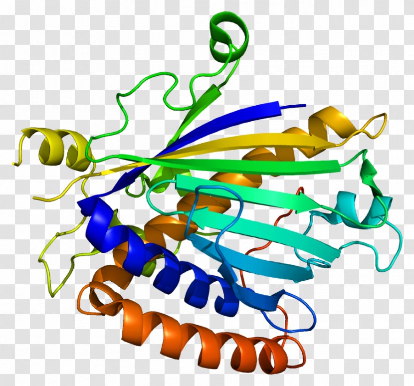 PITPNB Phosphatidylcholine Transfer Protein Gene Phosphatidylinositol Protein, Beta - Tree - Silhouette Transparent PNG