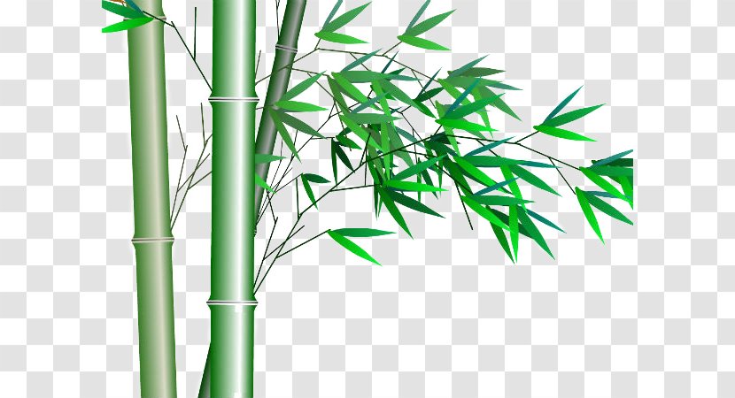 Bamboo Transparency And Translucency - Energy - Free Download Material Transparent PNG