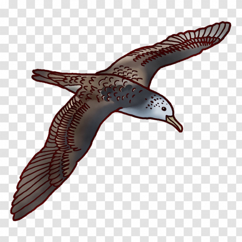 Beak Seabird Transparent PNG