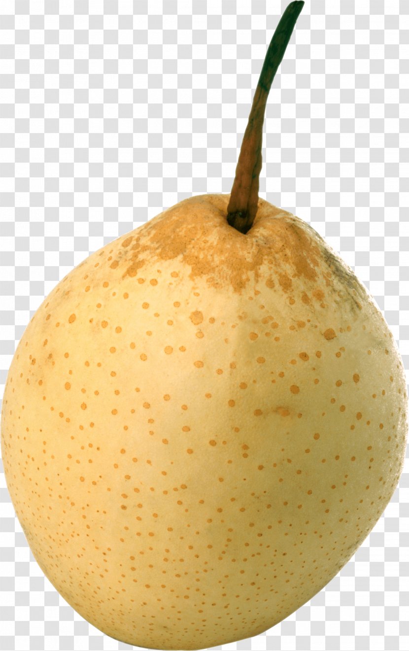 Pyrus × Bretschneideri Fruit Nivalis - Food - Ripe Pear Image Transparent PNG