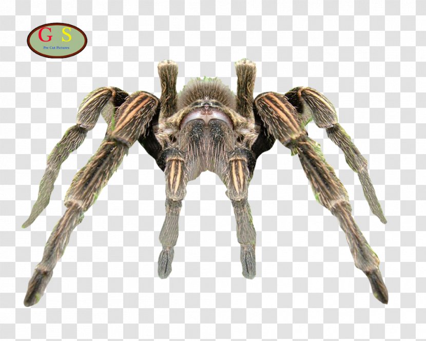 Lycosa Tarantula Spider Brazilian Whiteknee Arthropod - Angulate Orbweavers Transparent PNG