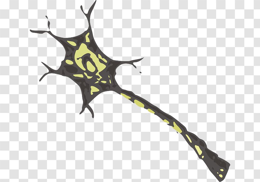 Biologia Celular Y Molecular: Conceptos Experimentos Cell Biology Neuron - Nerve - Branch Transparent PNG