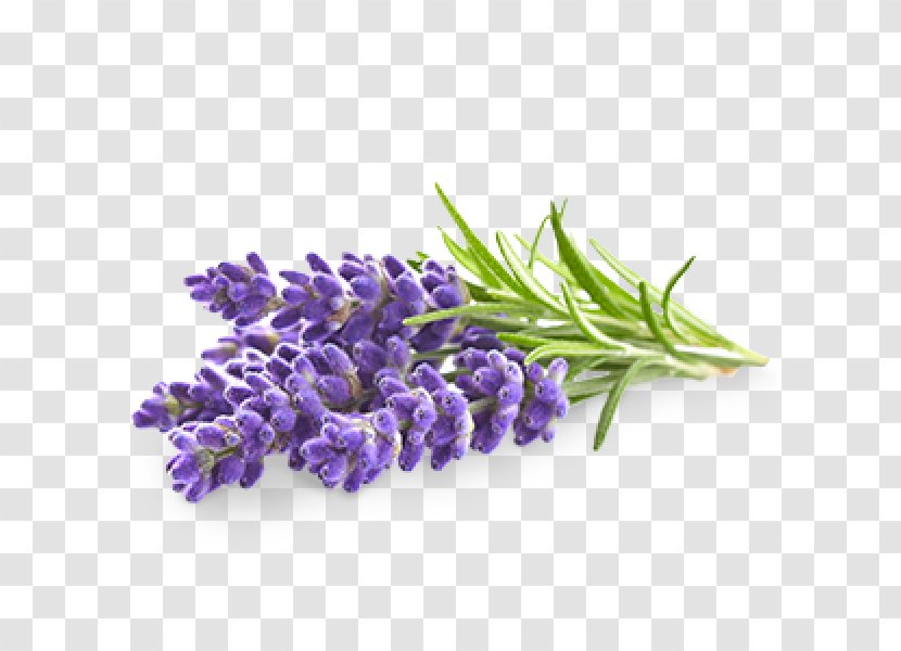 English Lavender Flower Oil Stock Photography - Poppy Transparent PNG