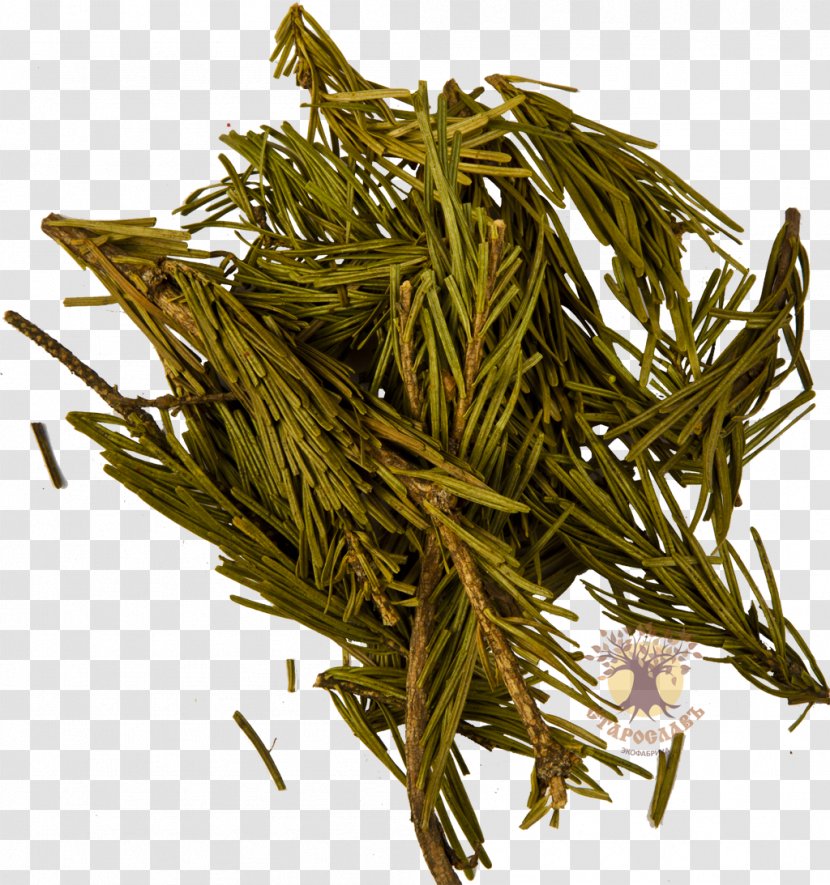 Needle Nilgiri Tea Spruce Dianhong - Shincha Transparent PNG