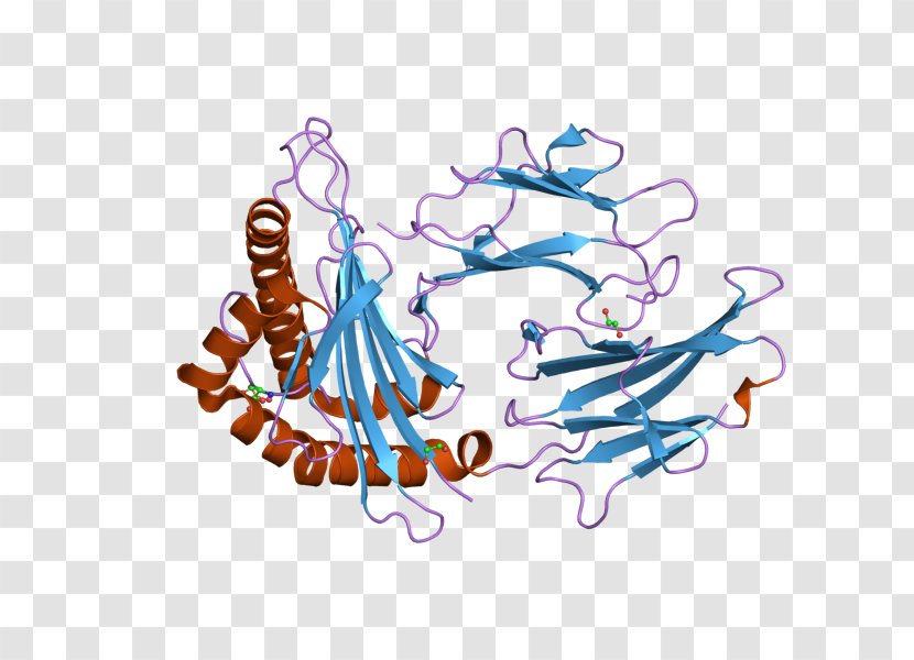 Human Leukocyte Antigen Beta-2 Microglobulin HLA-A MHC Class I Major Histocompatibility Complex - Beta2 - Mhc Ii Transparent PNG