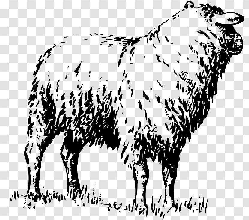 Dairy Cattle Badger Face Welsh Mountain Sheep Goat Merino - Ox Transparent PNG