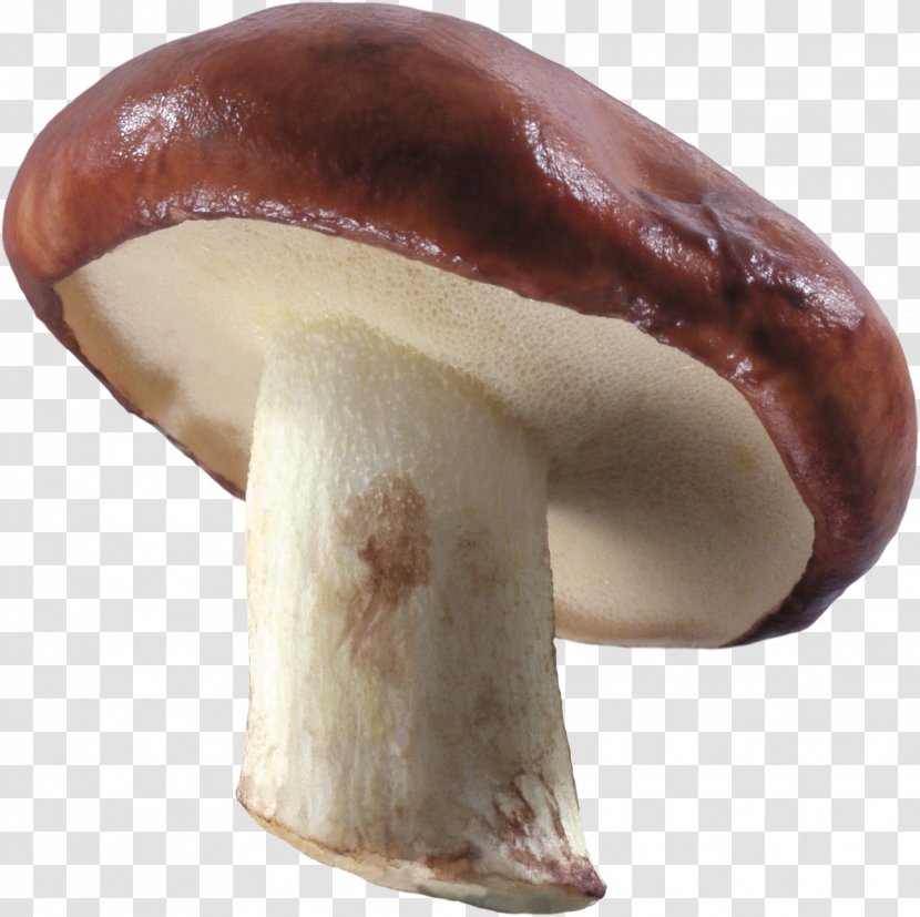 Common Mushroom Image Resolution Transparent PNG