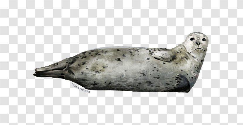 Harbor Seal Seals & Sea Lions: An Affectionate Portrait Earless Grey Transparent PNG