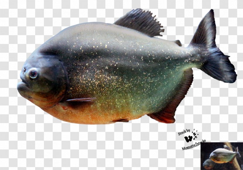 Red-bellied Piranha Fish Northern Pike - Seafood - Haircut Transparent PNG