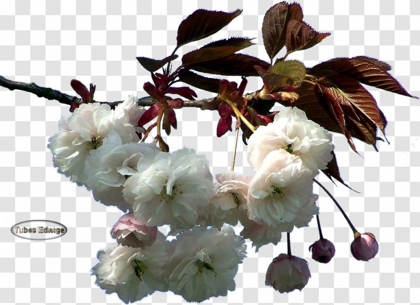 ST.AU.150 MIN.V.UNC.NR AD Website Flower Cherry Blossom Web Hosting Service - Spring - Branches Transparent PNG