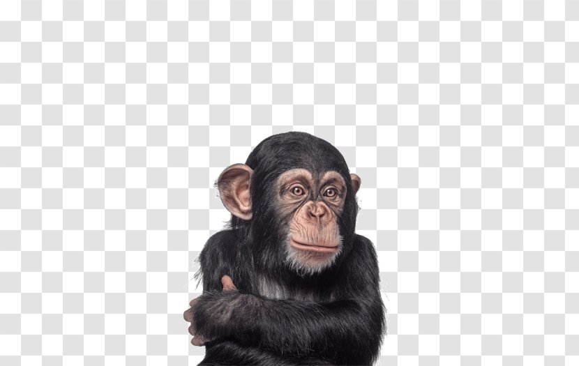 Baby Chimpanzee Gorilla Primate Monkey - Great Ape Transparent PNG