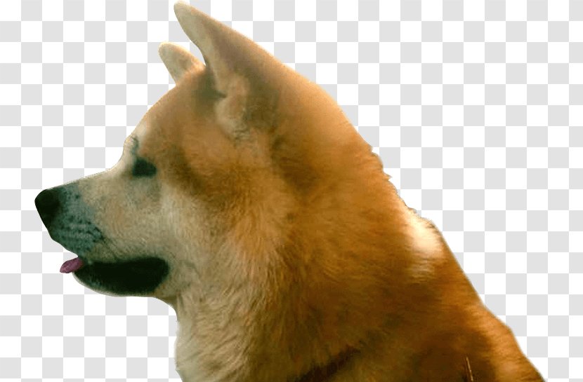 Shiba Inu Akita Finnish Spitz Korean Jindo Eurasier - Dog Transparent PNG
