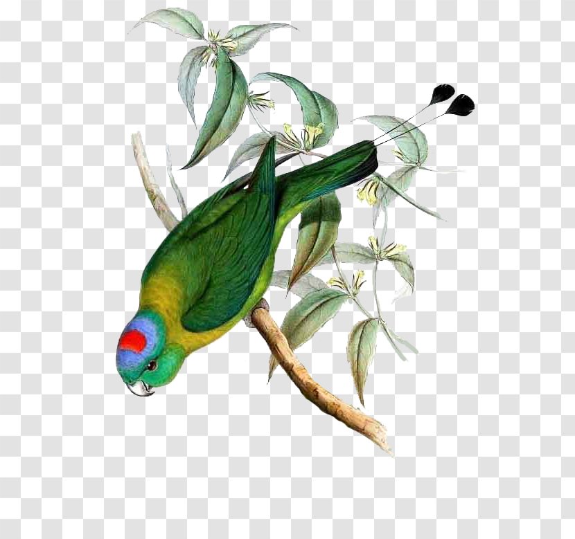 Parrot Bird Yellow-breasted Racket-tail Blue-headed White-booted - Watercolor Transparent PNG