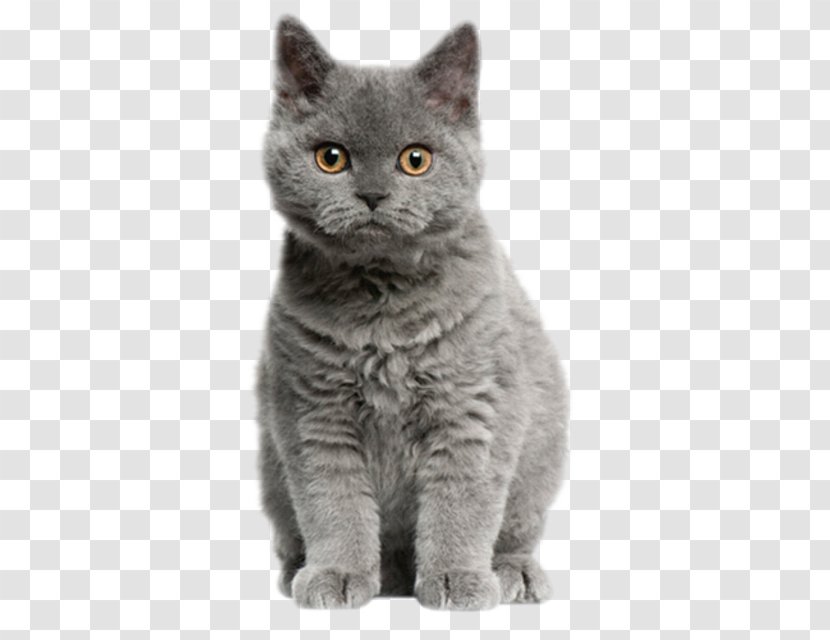 Selkirk Rex British Shorthair Kitten Munchkin Cat Dog - Breed Transparent PNG
