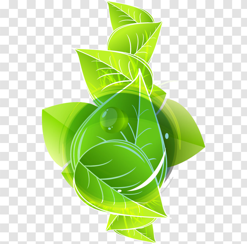 Herbal Medicine Leaf Medicine Green Font Transparent PNG