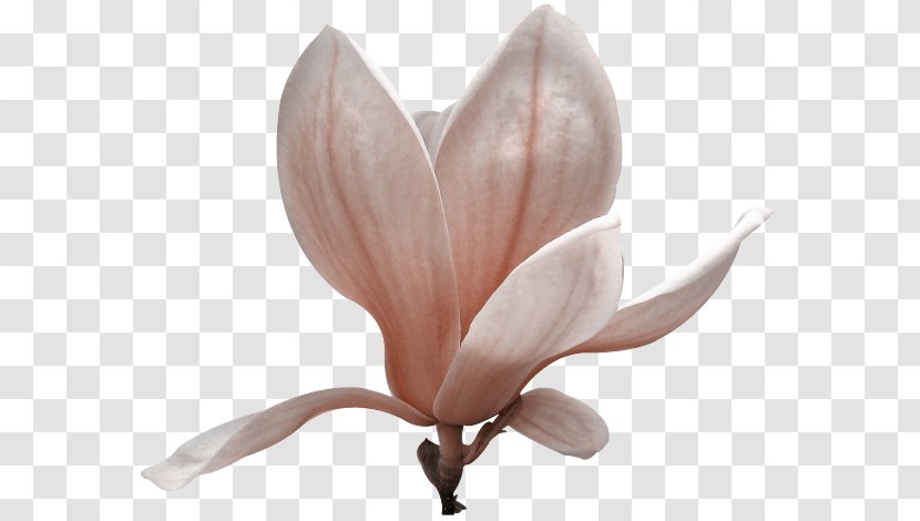 Petal Southern Magnolia Flower Liliiflora Yulan - Gardens Assisted Living Transparent PNG