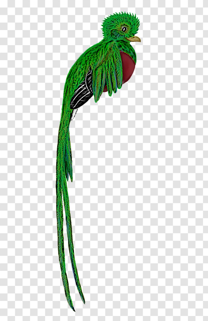 Green Quetzal Plant Parrot Bird - Costume Accessory - Beak Transparent PNG