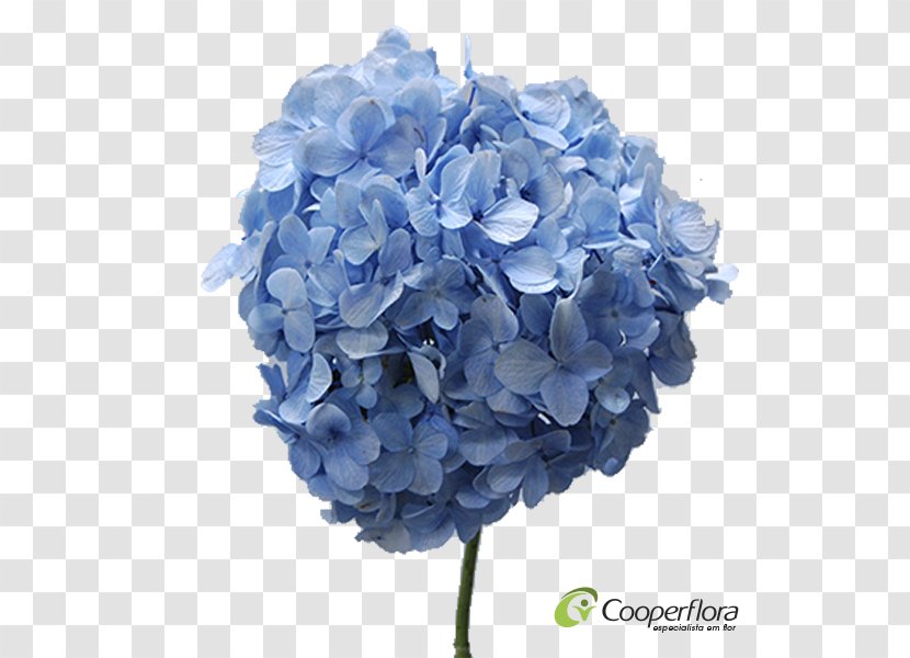 Hydrangea Cut Flowers Artificial Flower Petal - Blue Transparent PNG