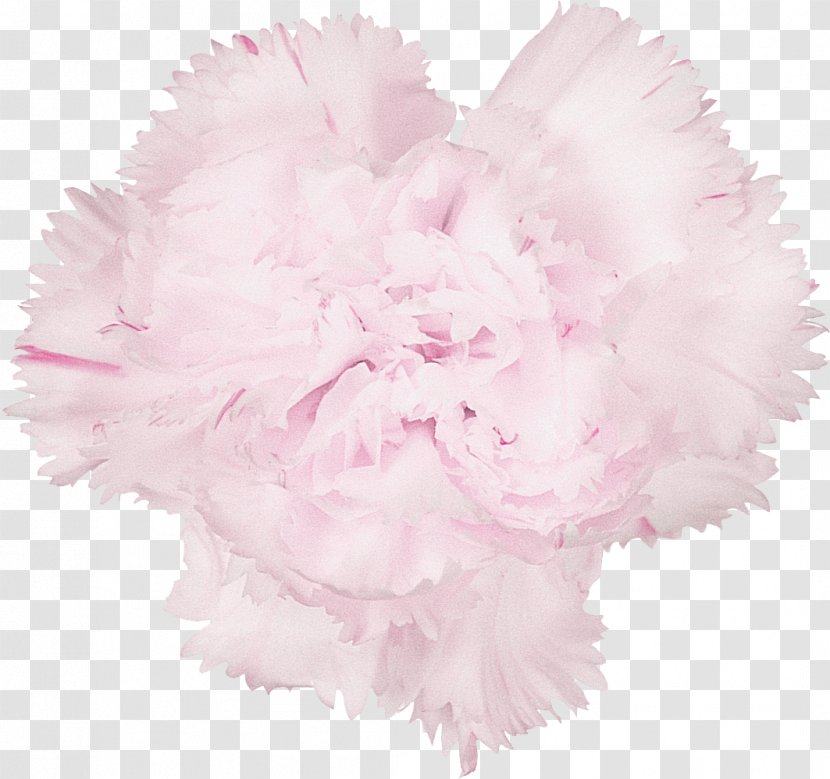 Carnation Cut Flowers Istanbul - Flowering Plant - CARNATION Transparent PNG