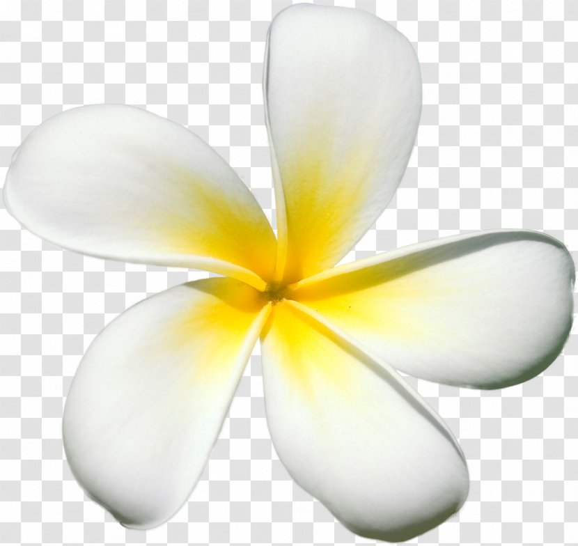Frangipani Flower Petal Clip Art - Floral Design Transparent PNG