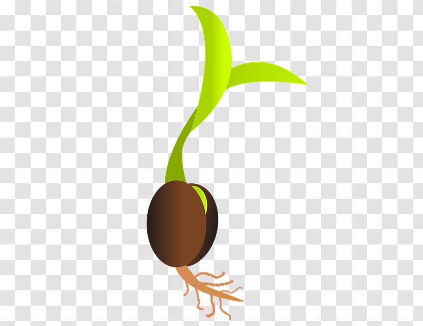 Germination Seed Sowing Sprouting Clip Art - Ball - Plant Transparent PNG