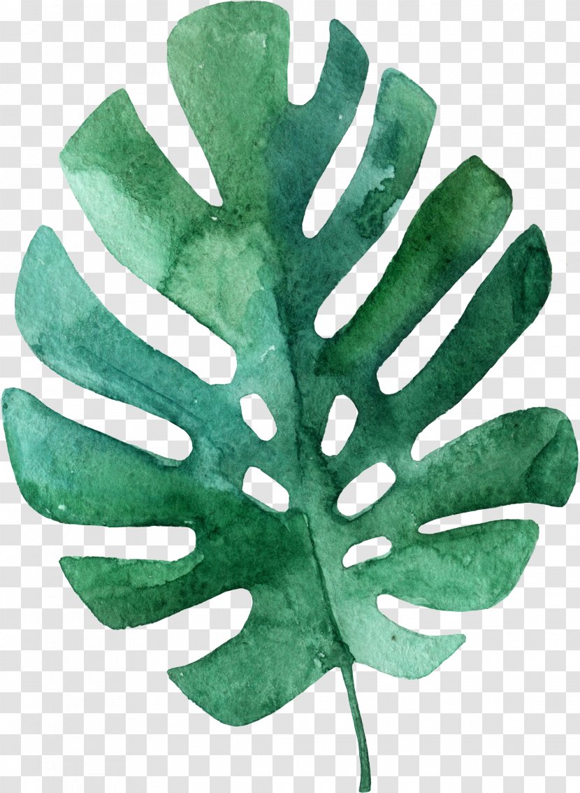 Leaf Tropics Drawing Palm Branch - Tree - Olive Transparent PNG
