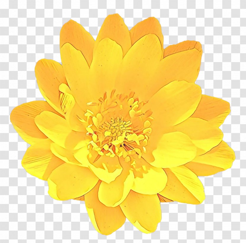 Flower Yellow Petal Plant Flowering - Cartoon - Perennial Daisy Family Transparent PNG