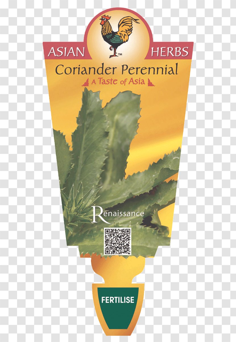 Herb Culantro Coriander Perennial Plant Renaissance - Eryngos - Herbs Transparent PNG