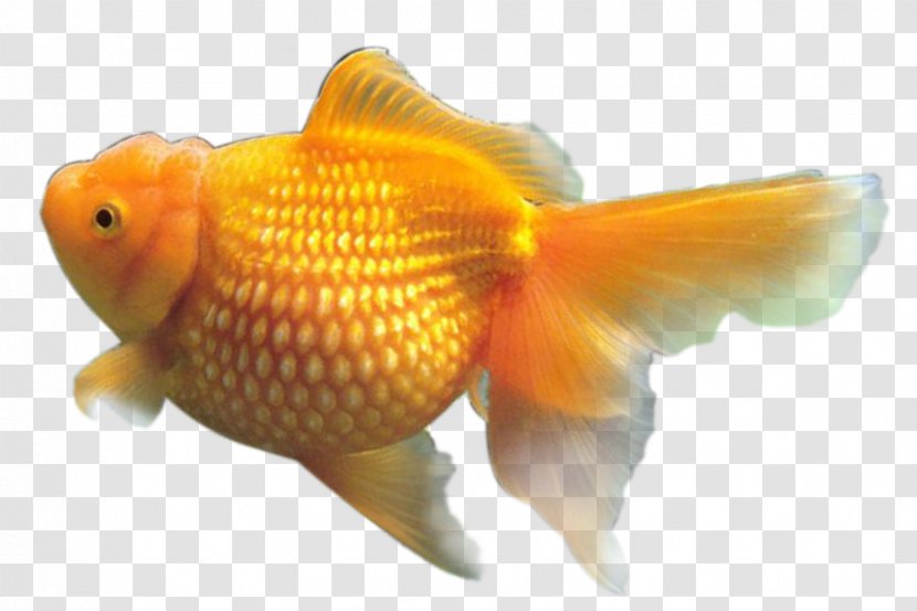 Goldfish Image Resolution - User Interface Design - Fish Transparent PNG