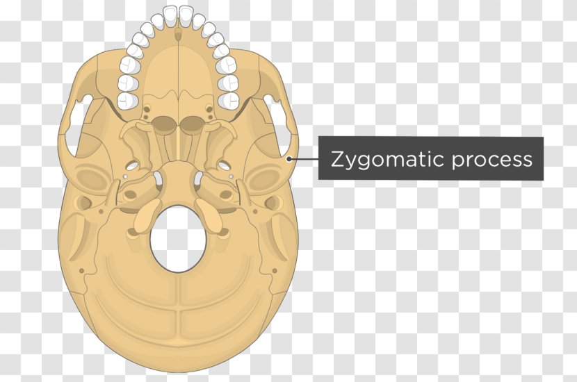 Pterygoid Hamulus Processes Of The Sphenoid Medial Muscle Lateral - Skull Transparent PNG