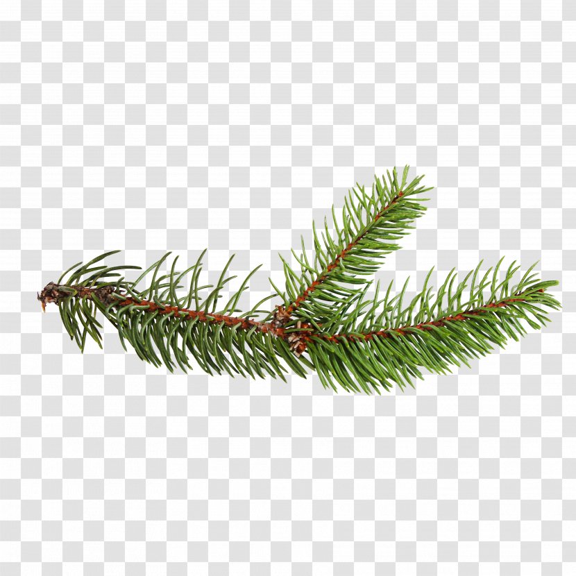 Spruce Christmas Ornament Evergreen Transparent PNG
