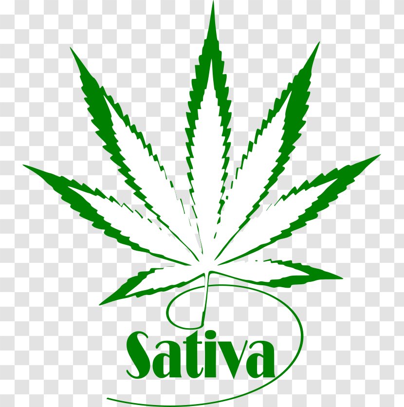 T-shirt Hoodie Cannabis Sativa Hoidised - Tree Transparent PNG