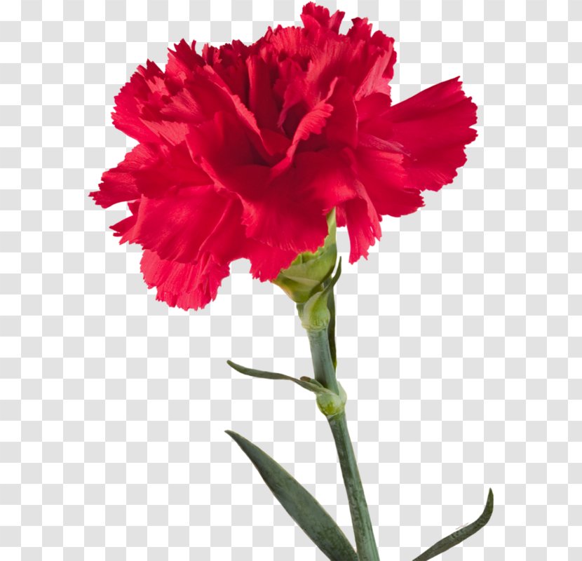 Carnation Transvaal Daisy Fuchsia Clip Art - Dianthus - Cut Flowers Transparent PNG