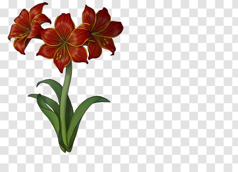 Drawing Of Family - Flower - Gymea Lily Amaryllis Transparent PNG