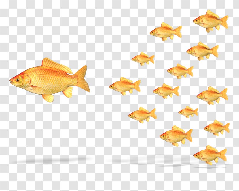 Leadership Authority Project Clip Art - Bony Fish - Goldfish Transparent PNG