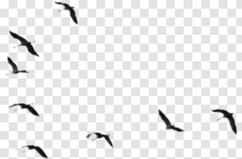 Water Bird Ducks, Geese And Swans Goose Migration Transparent PNG