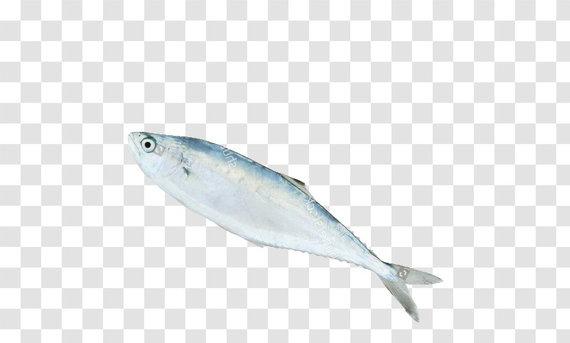 Sardine Fish Products Mackerel Oily 09777 Transparent PNG