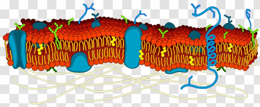 Cell Membrane Biological Lipid Bilayer Biology - Fluid Mosaic Model Transparent PNG