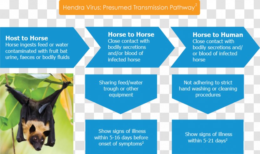 Bat Hendra Virus Little Red Flying Fox Horse - Advertising Transparent PNG