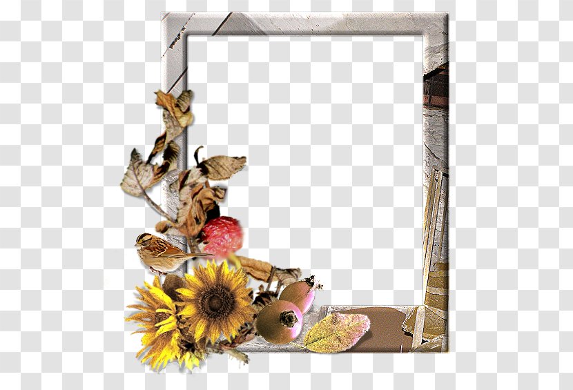 Window Picture Frames Floral Design Flower Photography - Frame - Aggies Transparent PNG