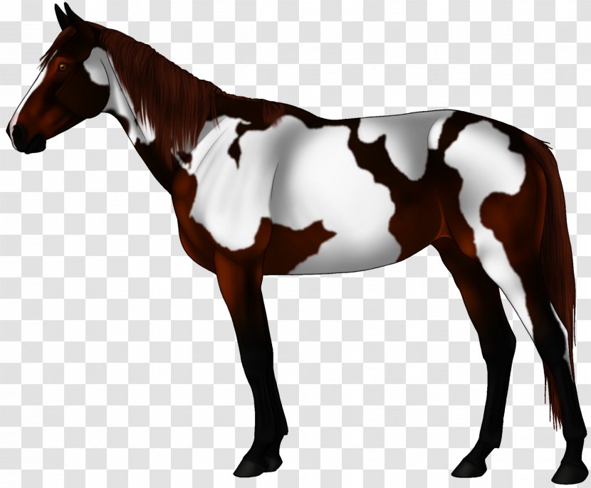 Mustang Arabian Horse Stallion Andalusian Appaloosa - Wildlife Transparent PNG